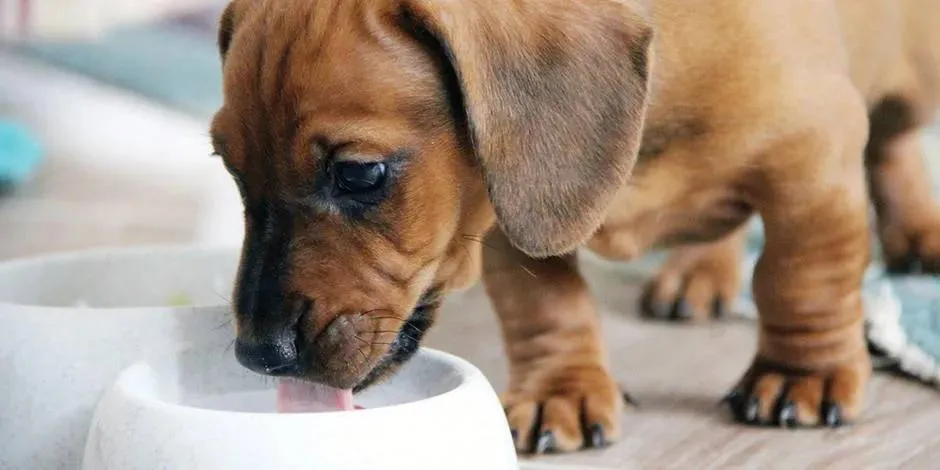 Enterate de lo que debe comer un cachorro en etapa de destete como este dachshund que bebe leche.