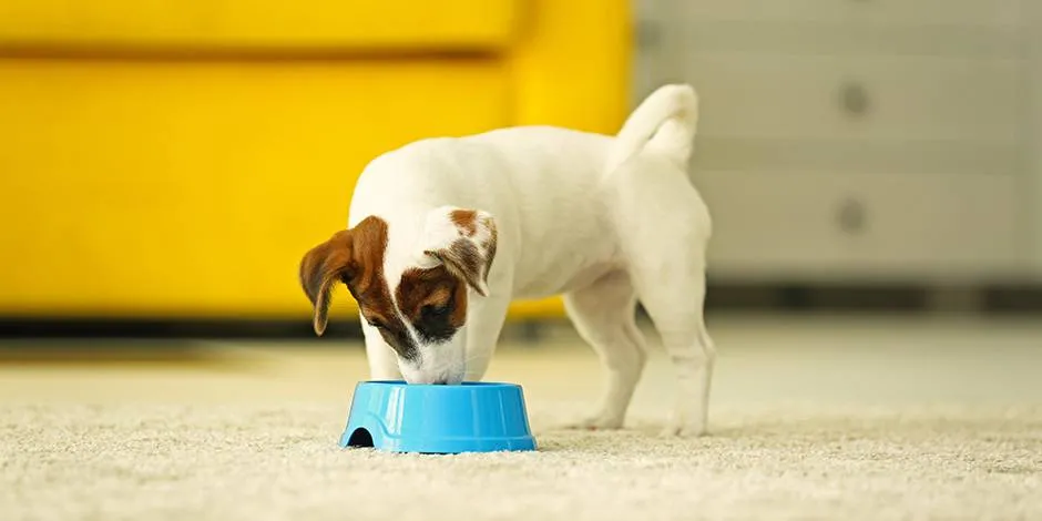 Descubrí lo que debe comer un cachorro, como este Jack Russell que se alimenta de su plato azul.