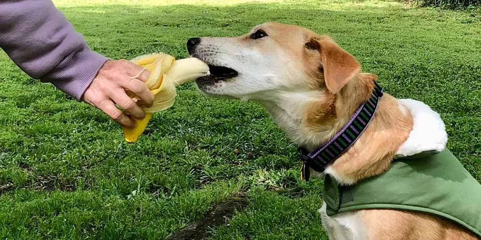 Mascota comiendo de mano de su tutor una banana, delicioso alimento de origen natural para perros.