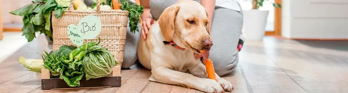 Labrador comiendo una zanahoria, un alimento natural para perro, junto a algunos vegetales. 