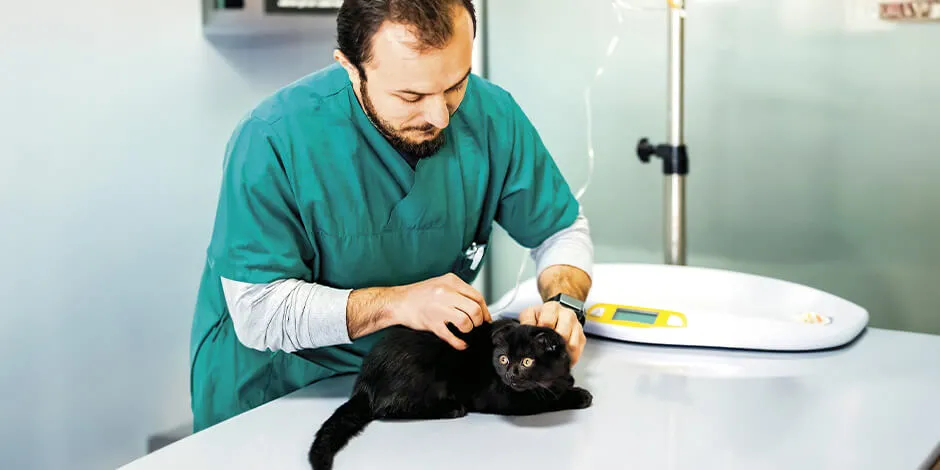 Si te preguntás “¿Por qué mi gato no toma agua?, mejor llevalo al veterinario, como en la imagen. 