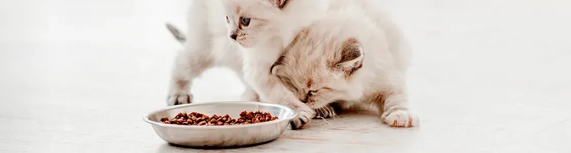 Aprendé qué comen los gatitos bebes, como estos dos junto a su alimento.