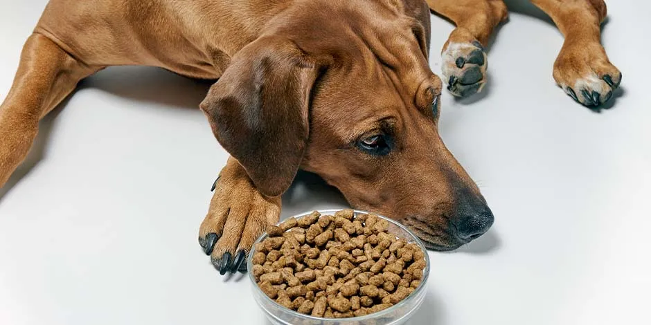 Cambiar el alimento de tu perro puede hacer que se interese de nuevo por la comida. Perro sin apetito.