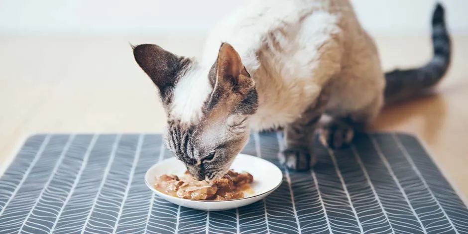 Gatito comiendo su alimento húmedo. Enterate cuánta comida húmeda se le da a un gato con PURINA®.