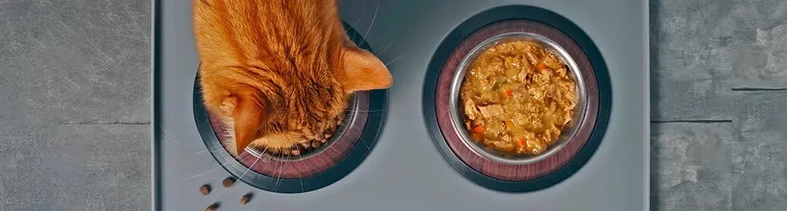 Aprendé cuánta comida húmeda se le da a un gato, como este anaranjado que se alimenta con PURINA®. 