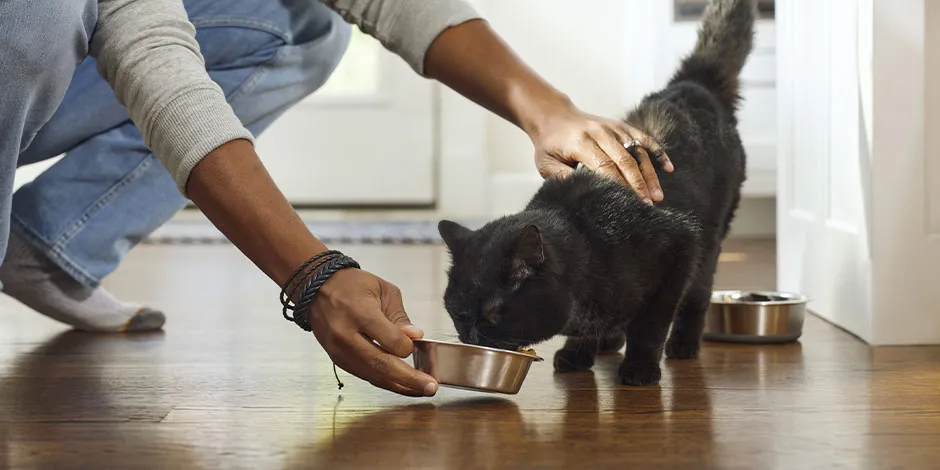 Si tenés un gato diabético, dale el alimento adecuado para su bienestar. Tutor alimentando a su michi.