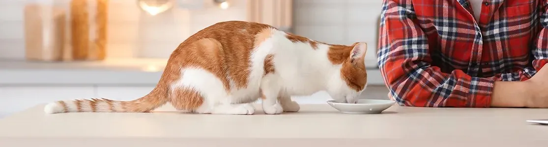 Gatito blanco hidratandose. ¿Es buena la leche para los gatos? Descubrilo con PURINA®. 