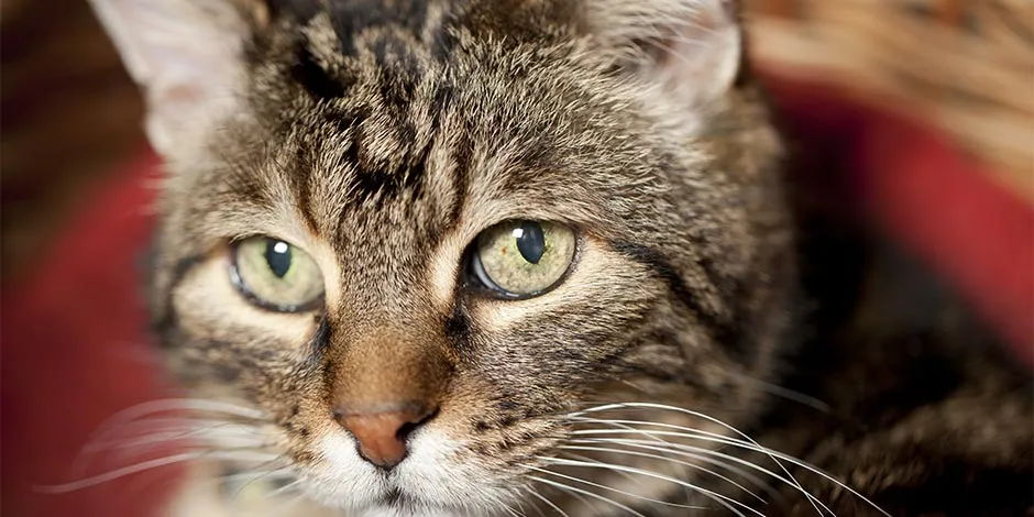 Aprendé que come un gato anciano como el de la imagen y mantenelo en óptimas condiciones.