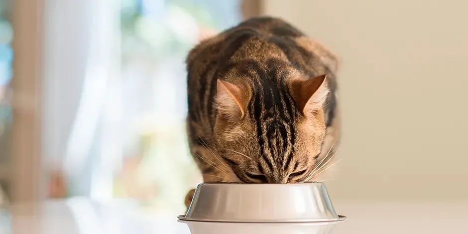 Michi comiendo de su plato metálico. Aprendé con PURINA® qué come un gato anciano.