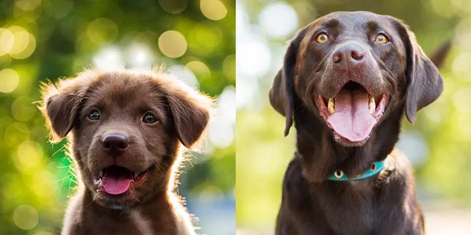 Evolución de un labrador de cachorro a adulto. Conocé qué pasa si un cachorro come comida de adulto.