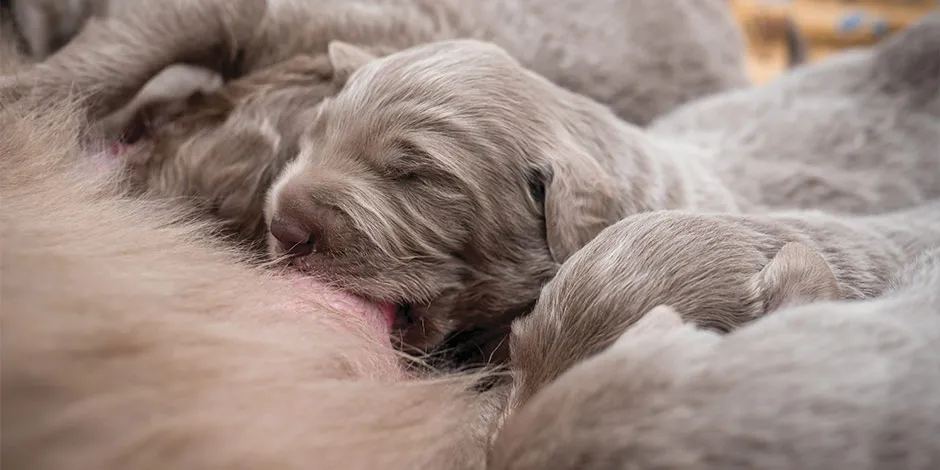 Recién nacidos recibiendo su dieta adecuada: leche materna. Mirá qué pasa si un cachorro come comida de adulto.