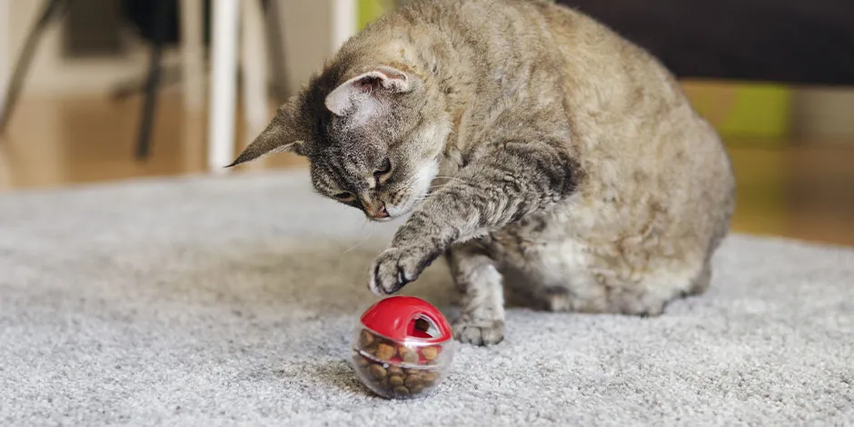 Estimulá a tu mascota con un juguete con snacks para gatos dentro, como el de la imagen. Michi jugando. 