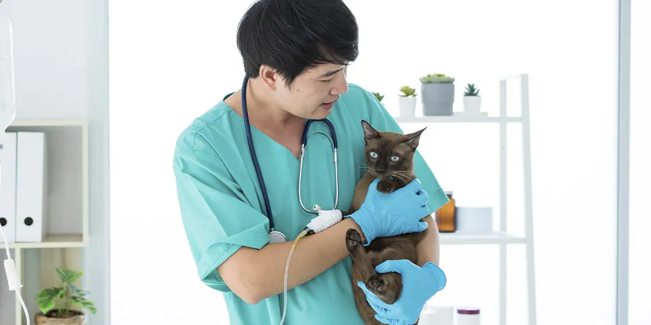 Veterinario cargando a un michi. Consultá al profesional la cantidad de snacks adecuada para tus gatos. 