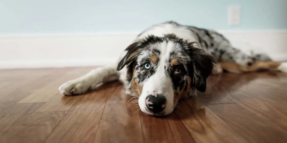 Si tu mascota presenta molestias en sus riñones, considerá darle alimento renal para perro. Pastor australiano en el suelo.