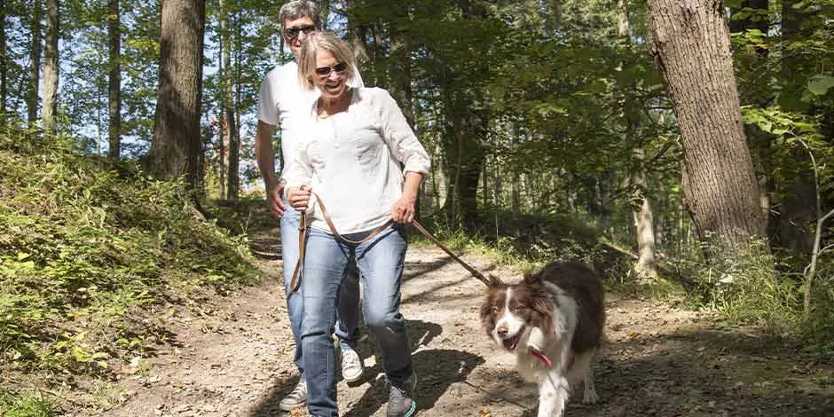 Border collie de paseo por el bosque junto a sus tutores. Alimento renal para perros.