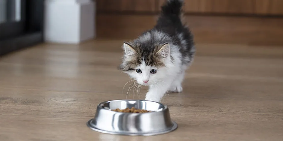 Gatito acercandose a su comedero. Cambio de alimento en gatos.