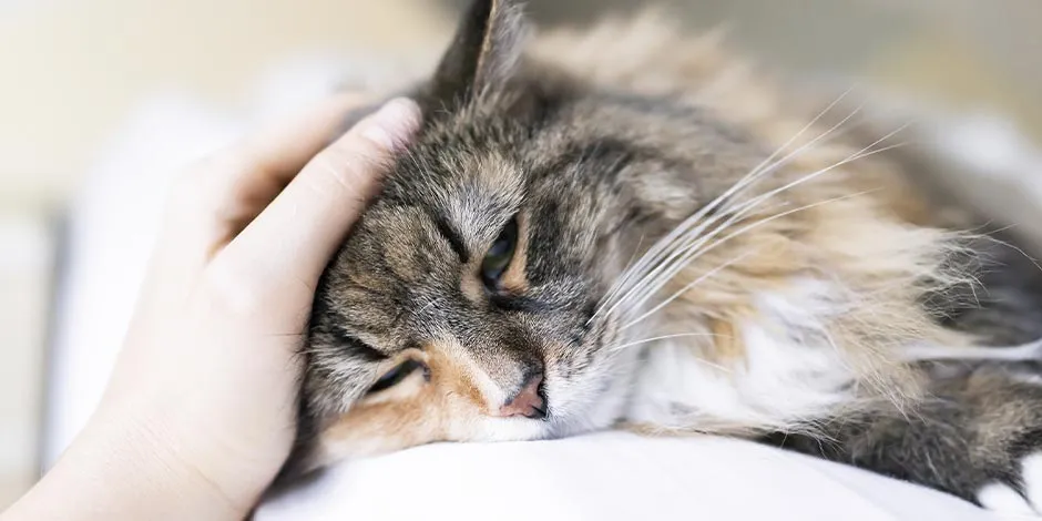 Un inadecuado cambio de alimento en gatos puede enfermar a tu mascota. Michi indispuesto.