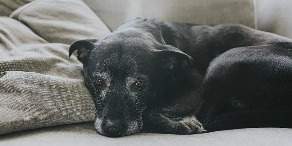 La comida es clave para el bienestar del perro senior. Perro adulto mayor negro acostado.