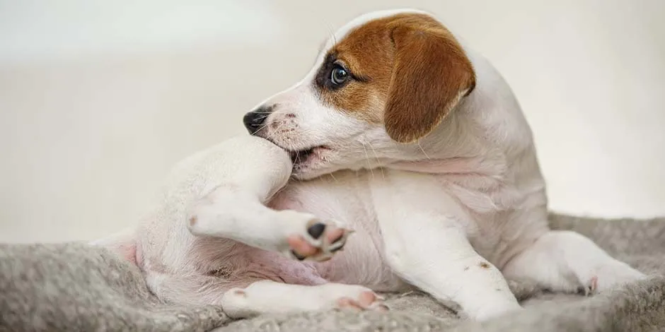 Jack Russell mordiéndose por posibles parásitos. En ocasiones, estos son la causa de la diarrea en perros.