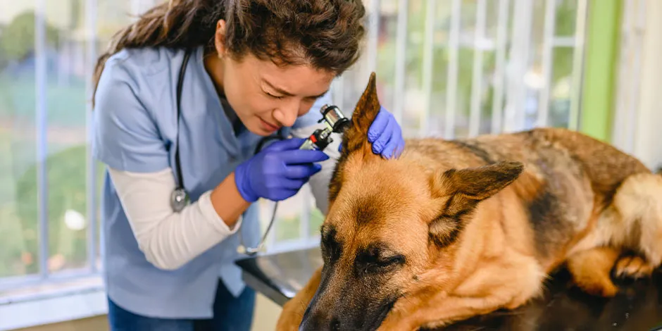 Can en revisión veterinaria. A veces, en casos de alergia alimentaria, también puede haber diarrea en perros.