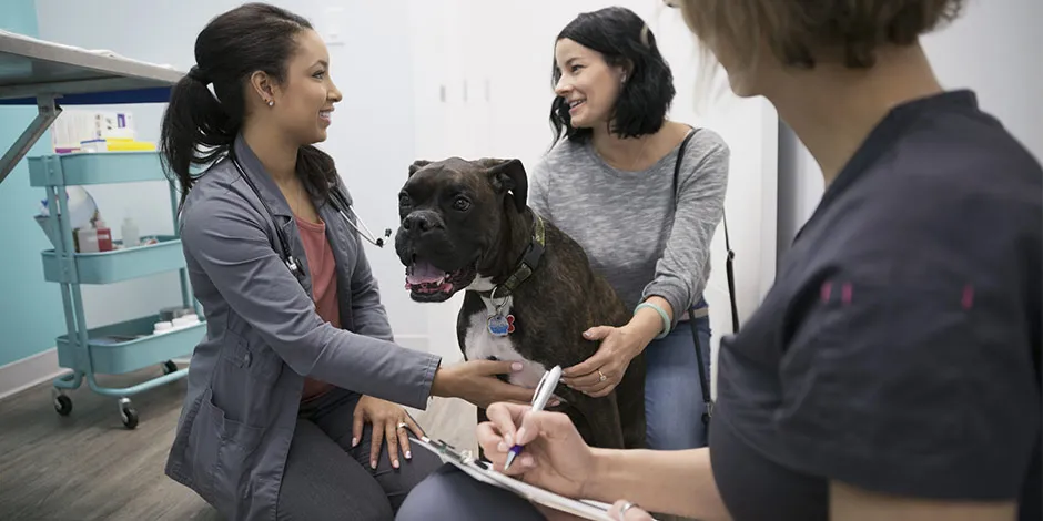 Bóxer junto a sus tutoras y su veterinaria. En casos de diarrea en perros, contactá con el profesional.