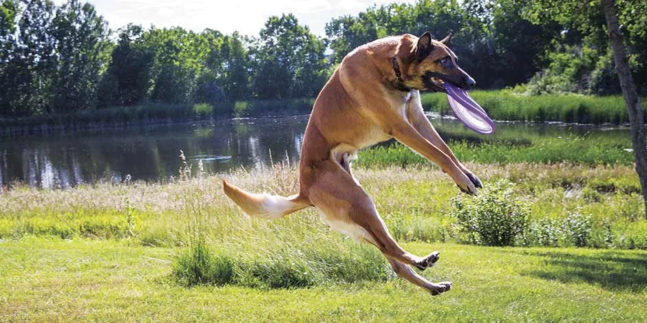 Pastor belga recuperado y activo, gracias a la ingesta de una dieta blanda para perros.