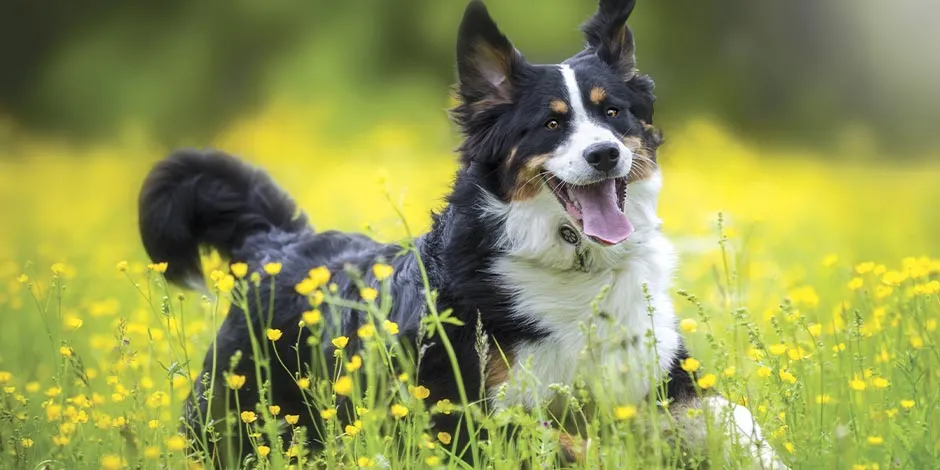 Perro corriendo en un prado con flores. La dieta blanda para perros puede darle bienestar a tu mascota.