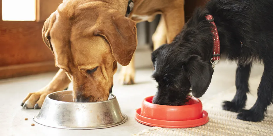 Dos canes alimentandose juntos de su dieta blanda para perros