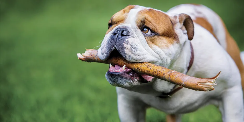 Bulldog: una de las razas propensas al sobrepeso. Nutrilo con adecuada fibra para perros para prevenirlo.