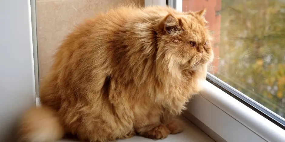 Gato gordo de raza persa sentado junto a una ventana.