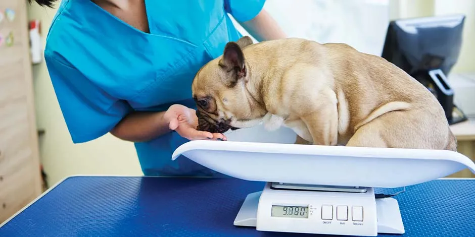 Pug siendo pesado por veterinario para identificar si está en el peso ideal en estos perros.