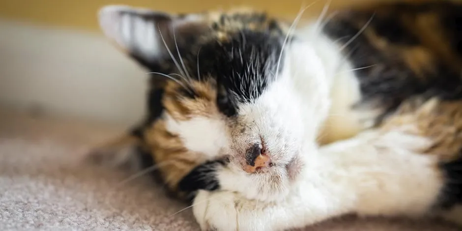 El pelo de un gato calicó como el de la foto tiene tres colores. Mantenelo brillante y sano con PURINA®.