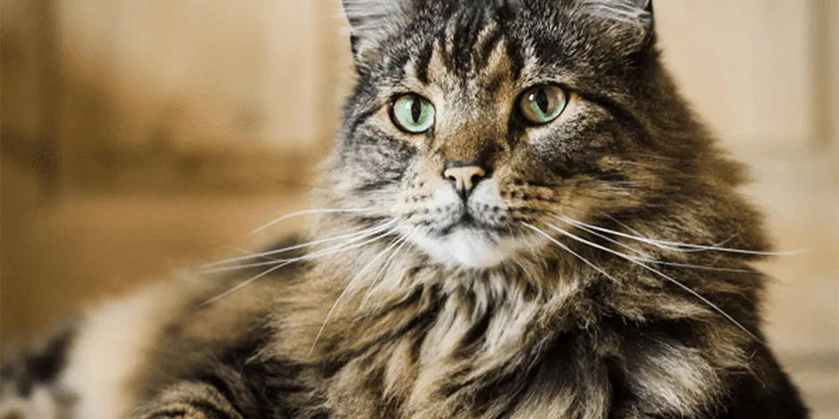 Aprendé cómo cuidar el pelo de un gato, como este Maine coon y protegé su bienestar.