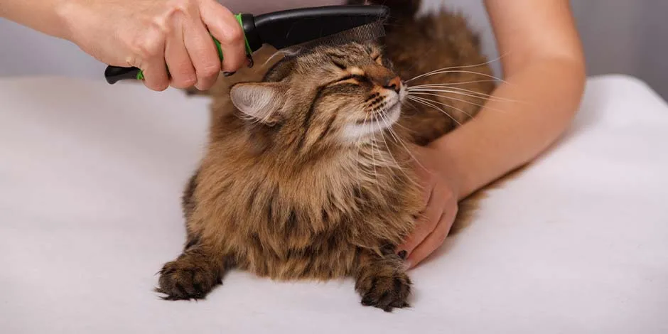 Cepillado de pelo de un gato siberiano. Cuidá el pelaje de tu mascota con amor, cepillado y PURINA®.