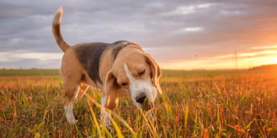 ¿Por qué los perros comen pasto? Conocé el motivo por el que este Beagle en una pradera lo hace.