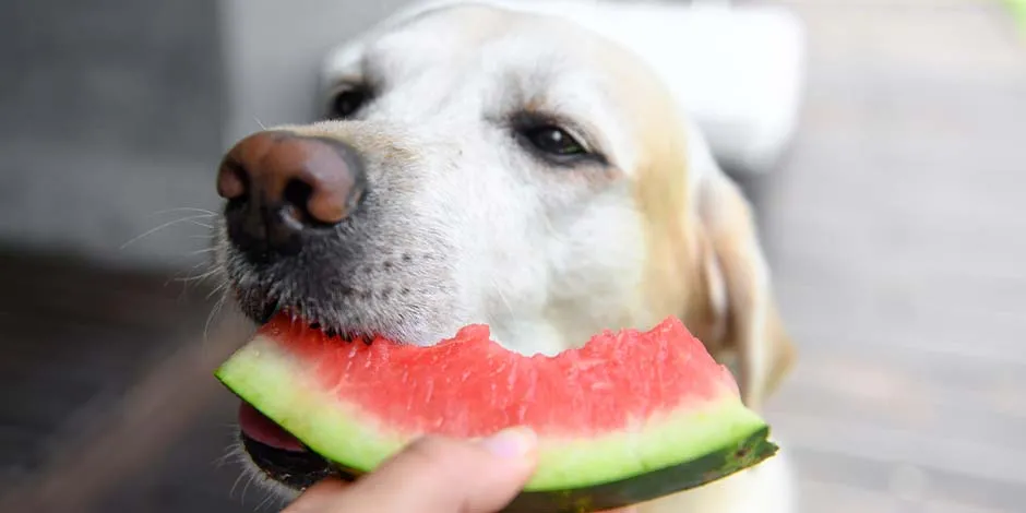 Por qué los perros comen pasto. Labrador comiendo sandía, pues la dieta del can no es sólo de proteína.