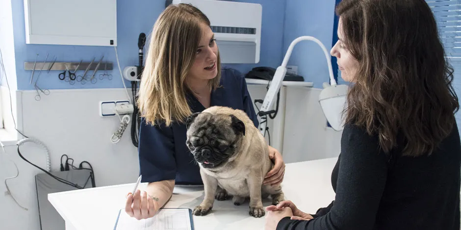 Conocé por qué los perros comen pasto. Pug junto a su tutora, siendo revisado por veterinaria.