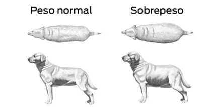 Comparativa de un perro que está en su peso ideal y uno con sobrepeso. Mirá qué comen los perros senior.