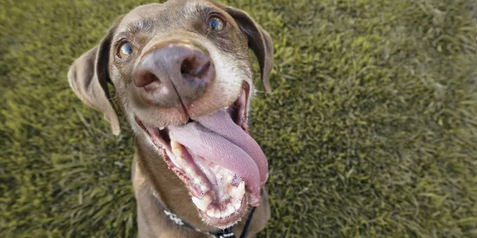 Elegí bien lo que comen los perros senior y protegé su bienestar. Perro senior sonriendo.