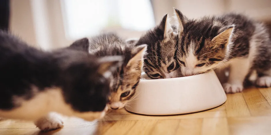 Gatitos disfrutando del mejor alimento para gatos para su edad.