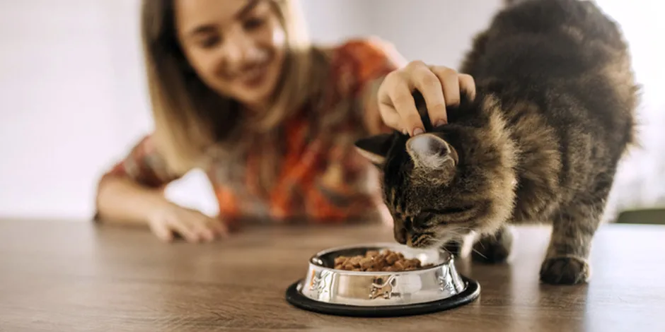 Mascota comiendo alimento seco junto a su tutora. Las croquetas son el mejor alimento para algunos gatos.