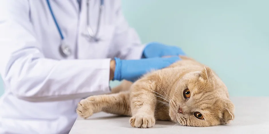 Veterinario revisando a un michi beige acostado. Este profesional podría detectar o prevenir la dermatitis en gatos.