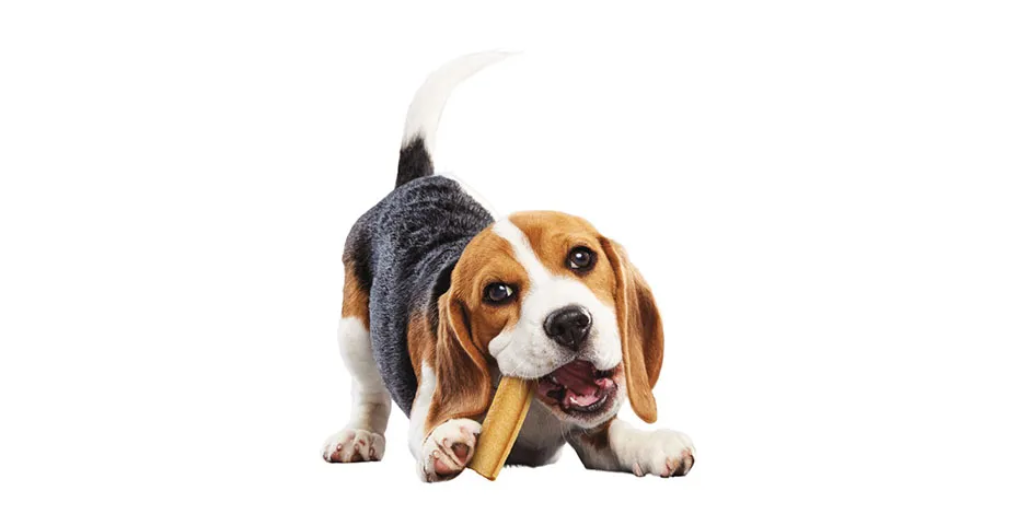 ¿Los perros pueden comer mango? Aunque son buenos snacks, hay más opciones. Beagle con Dentalife® en la boca.