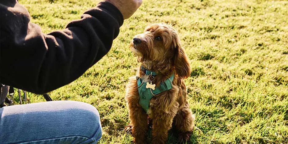 ¿Los perros pueden comer mango? Mascota recibiendo un snack ¿será esta fruta uno adecuado?