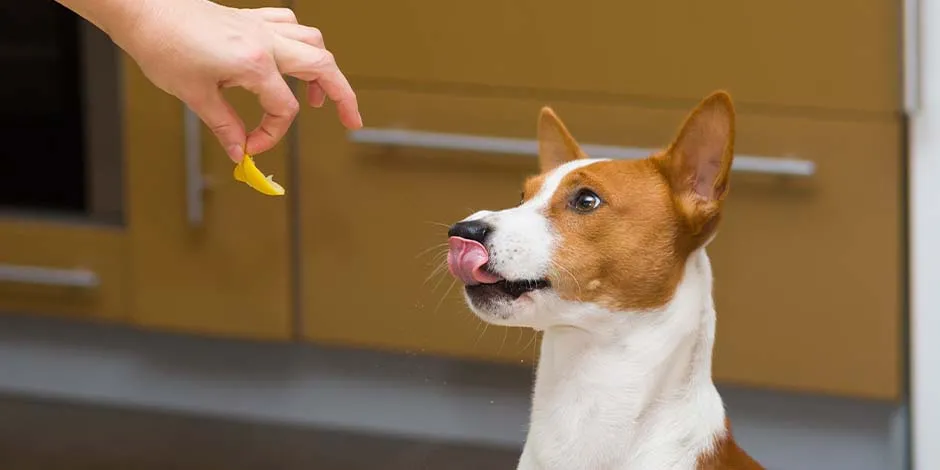 Los perros pueden comer naranja pero con precaución. Mascota recibiendo un trozo de naranja de su tutor.