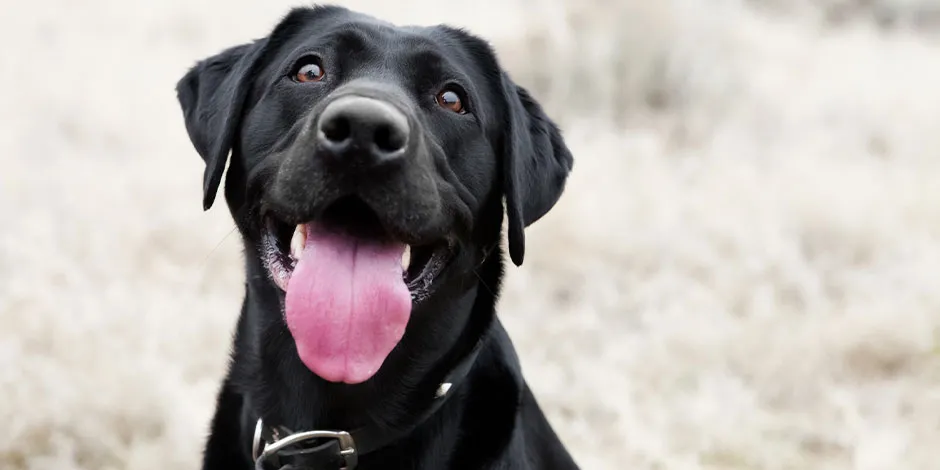 Labrador negro, vista frontal. Los perros pueden comer pepino.