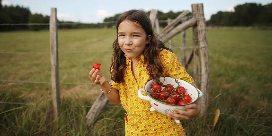 Los perros pueden comer tomate. Niña recogiendo tomates para su mascota.