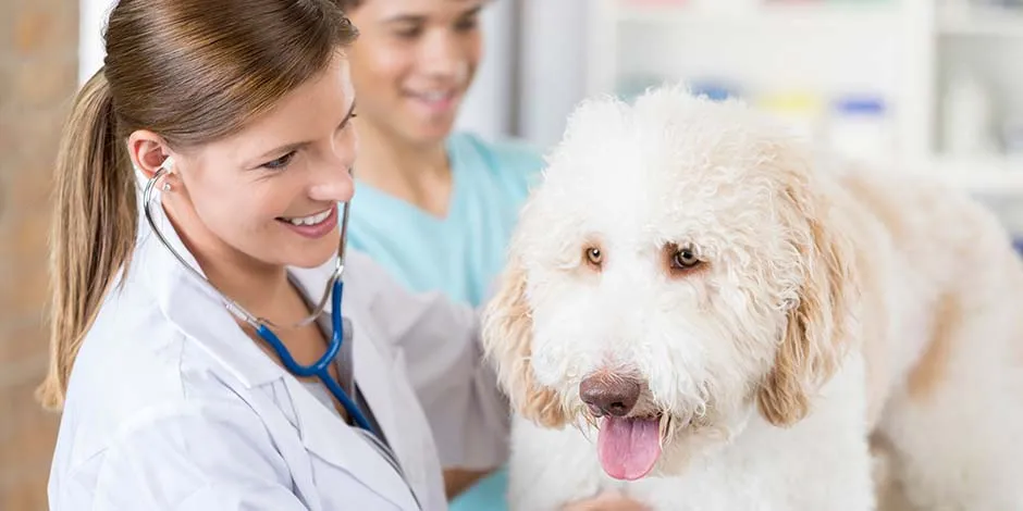 Veterinaria revisando un can. Los perros pueden comer zanahoria, pero con moderación y ciertos cuidados.