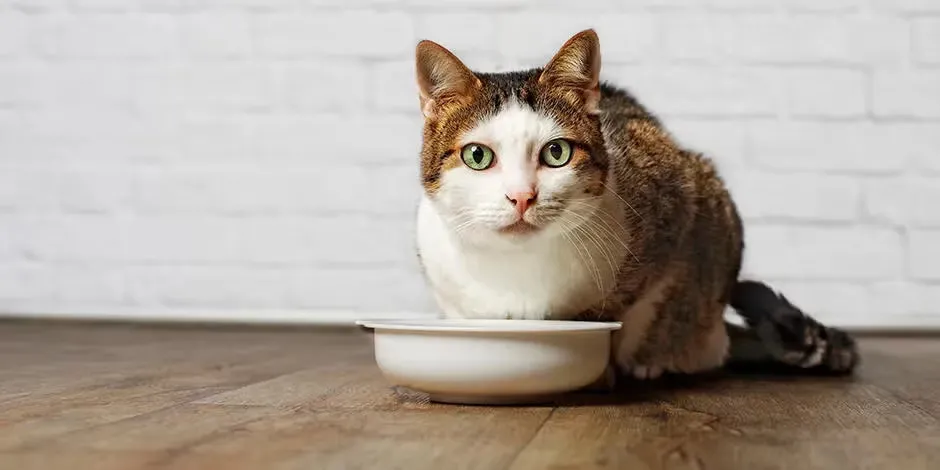 Michi junto a su plato. El sistema digestivo del gato es delicado, dale lo que necesita para estar bien.