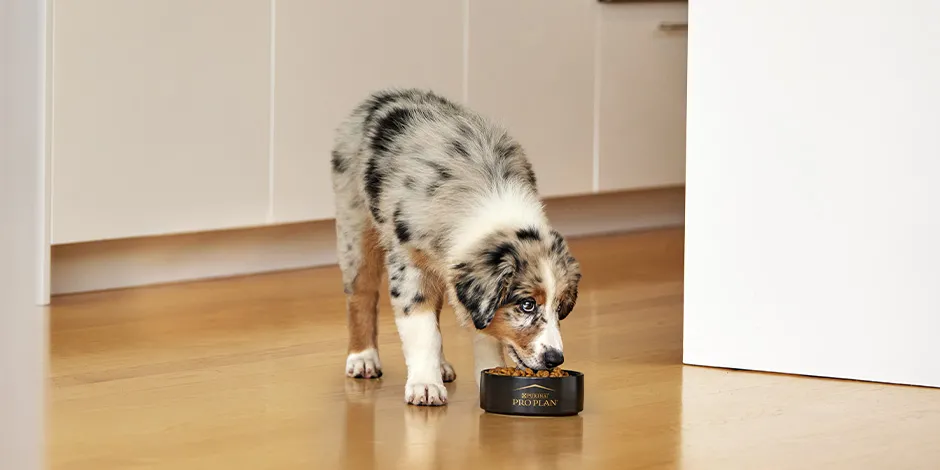 Prevení el vómito amarillo en perros con una adecuada nutrición. Pastor australiano comiendo Pro Plan®.